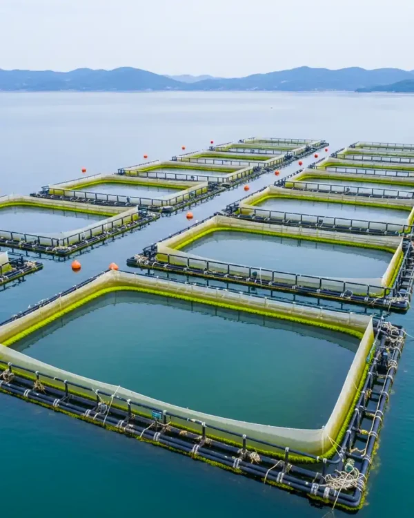 Monitorização de Aquacultura com Drones - Dronie Views